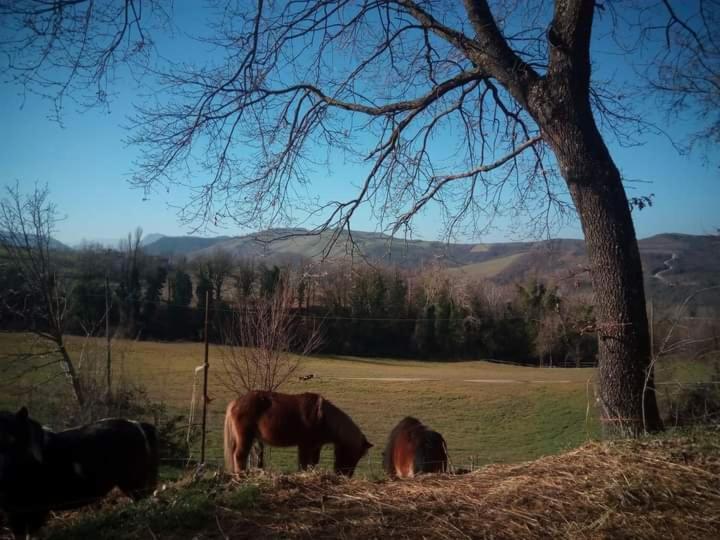 Ferienwohnung Ai Boschi Ozzano dell’Emilia Exterior foto