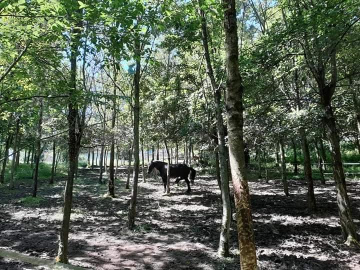 Ferienwohnung Ai Boschi Ozzano dell’Emilia Exterior foto